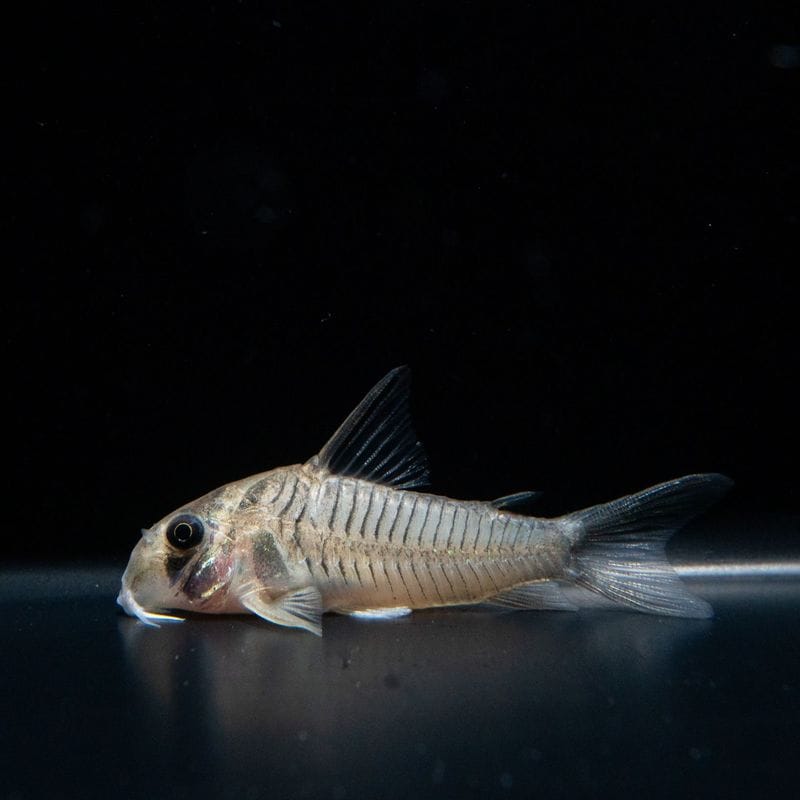 【Grande Man】コリドラス　グリセウス　ロンドニア