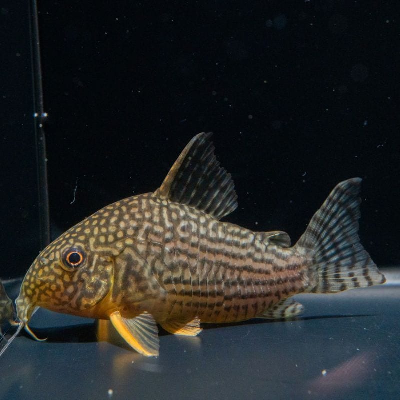 【Grande Man】コリドラス　ステルバイ　グァポレ