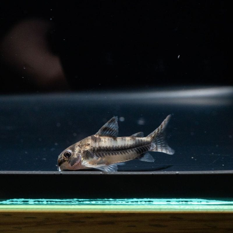 【Grande Man】コリドラス　ハブロースス　コロンビア　（5匹3,980円）