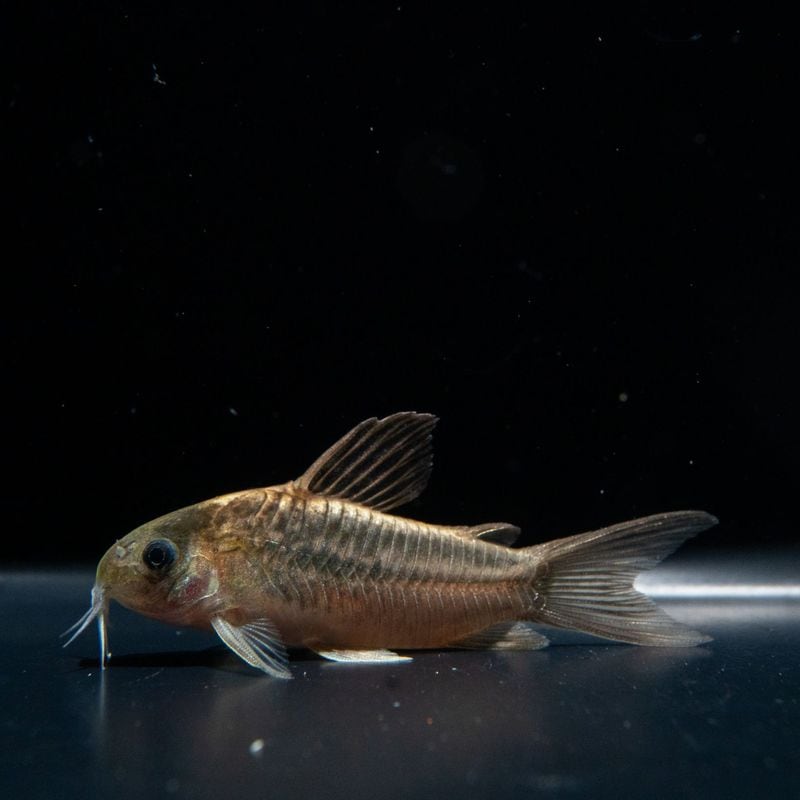 【Grande Man】コリドラス　ナヌス　リアル　スリナム　（2匹42,800円）