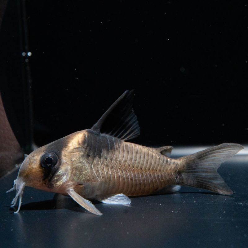 【Grande Man】コリドラス　ビコロール　リアル　スリナム　（2匹42,800円）