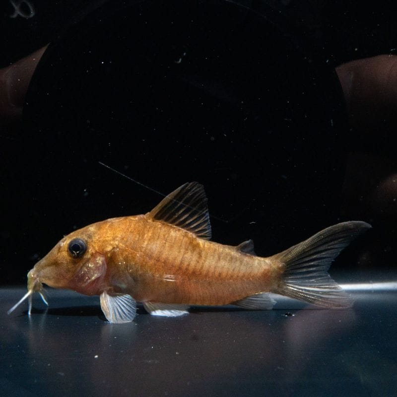 【Grande Man】コリドラス　ホワイトヘテロモルフス　スリナム