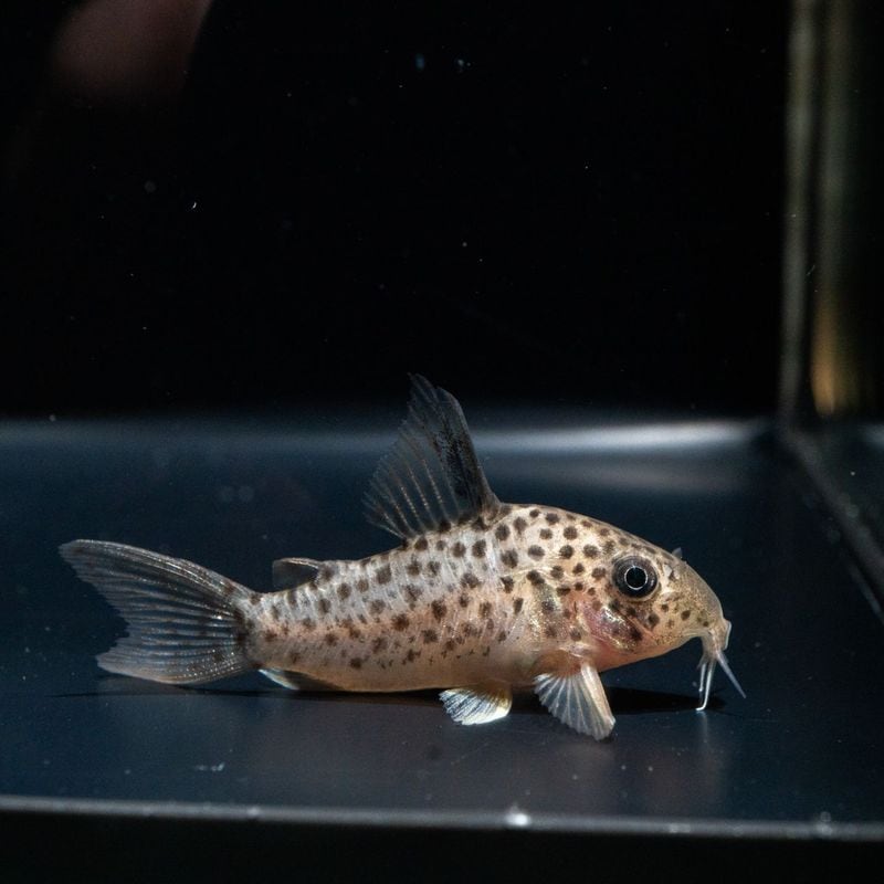 【Grande Man】コリドラス　ヨッシャー　東南ブリード