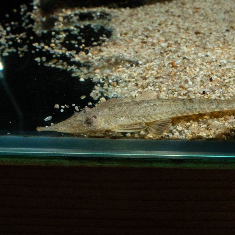 【Grande Man】ピノキオロリカリア