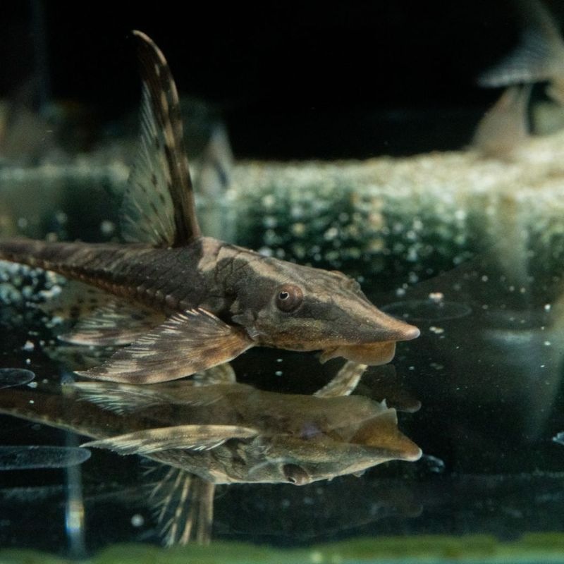 《今月のマジモン！》【Grande Man】ロイヤルファロエラ　国産ブリード