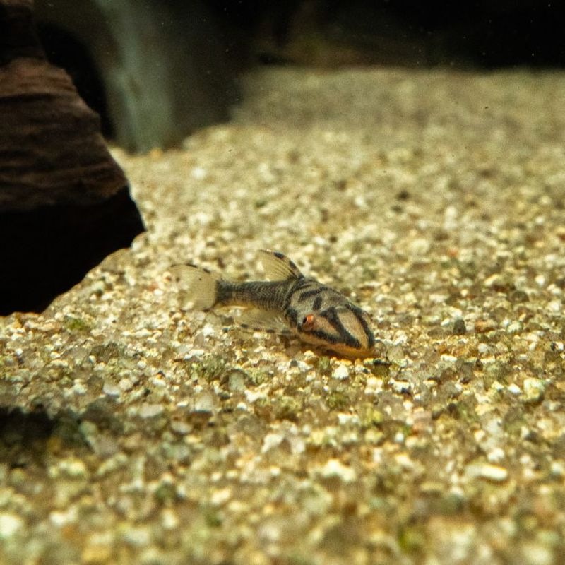 【Grande Man】ホワイトバンパイアオトシン