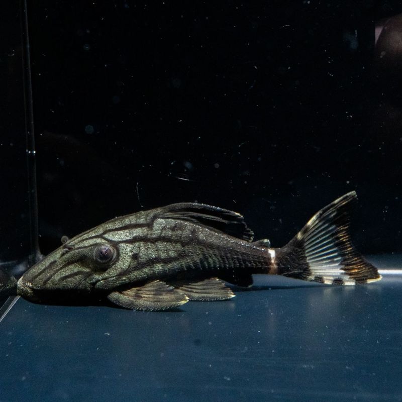 【Grande Man】グリーンロイヤルプレコ