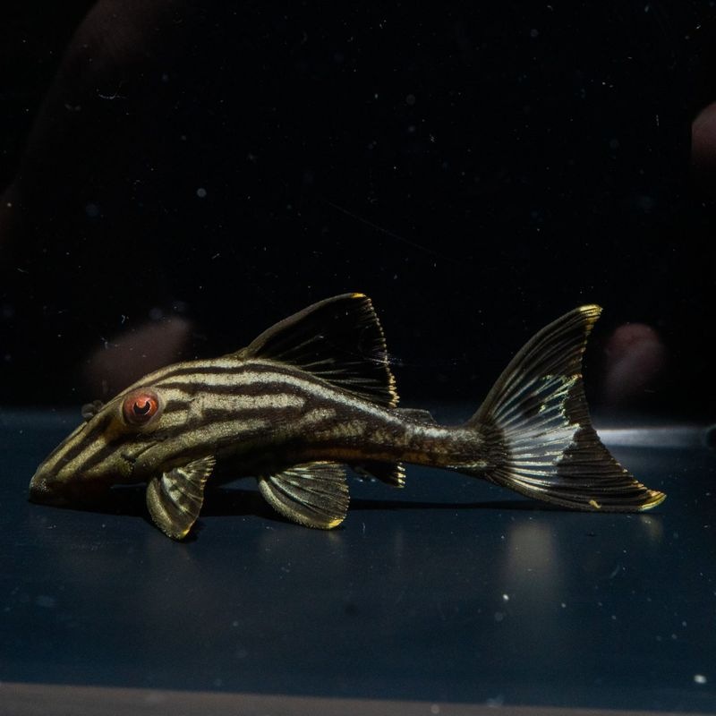 【Grande Man】サンダーロイヤルプレコ