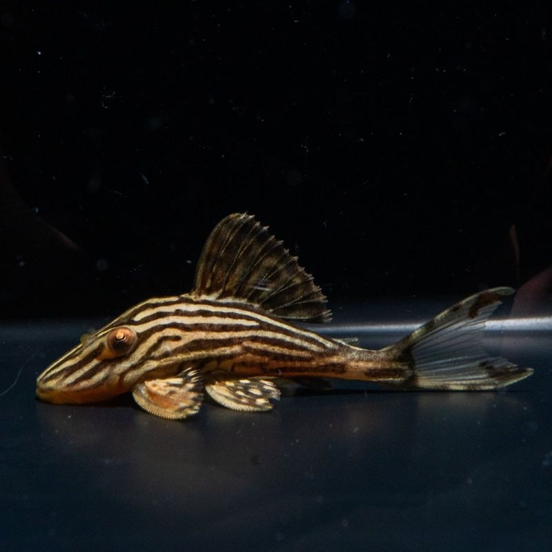 【Grande Man】プラチナロイヤルプレコ