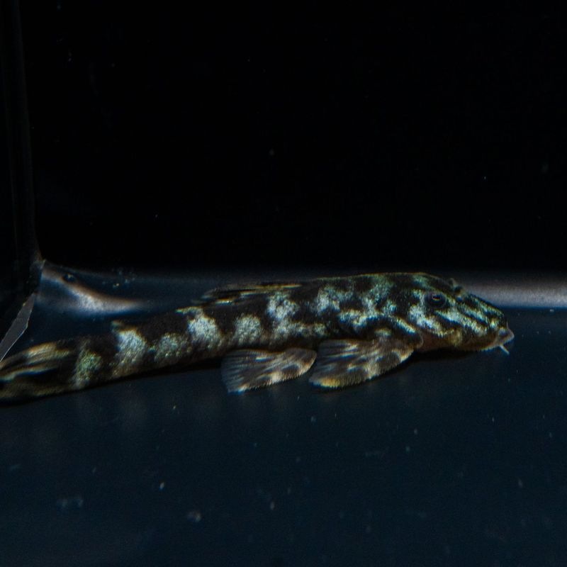 【Grande Man】グリーンデビルジェムプレコ