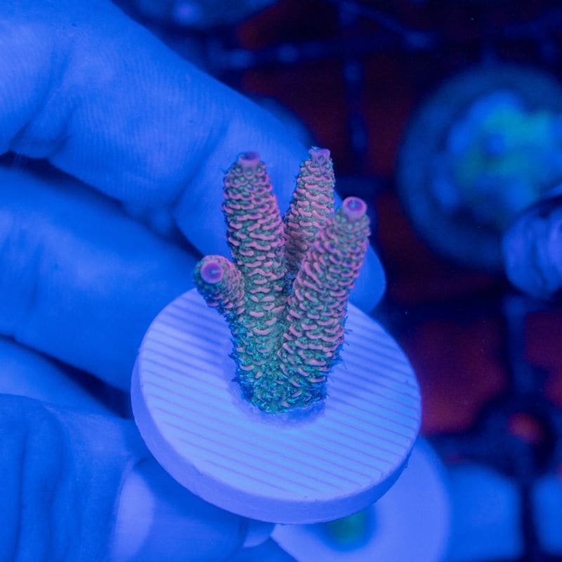 サンゴ,SPS Coral,SPSフラグ | Aquarium TALLMAN