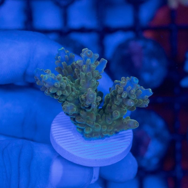 ミドリイシさん、 ミドリイシ