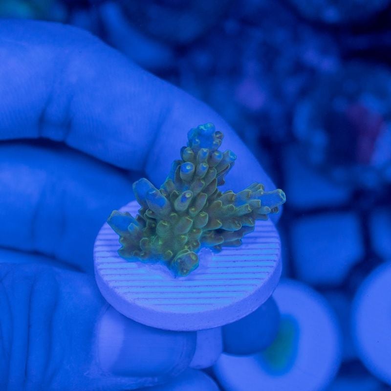 【オーストラリア産】ミドリイシ.sp No.2 ＊配送に関する重要なお知らせ有り オーストラリア産ミドリイシ.sp 02 ＊配送に関する重要なお知らせ有り