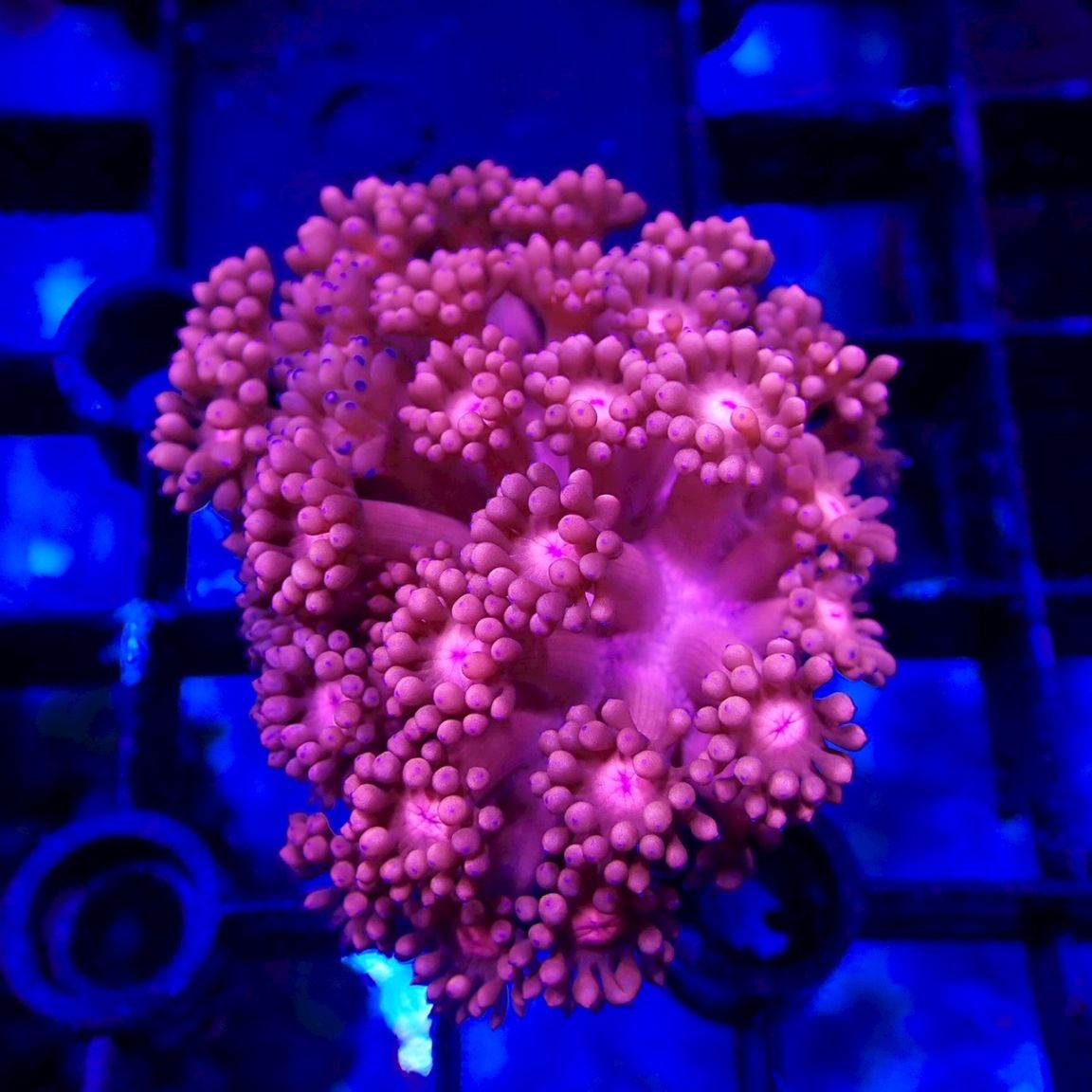 ビッグサイズ！『ハナガササンゴ/メタリックレッド』フラグ/約11