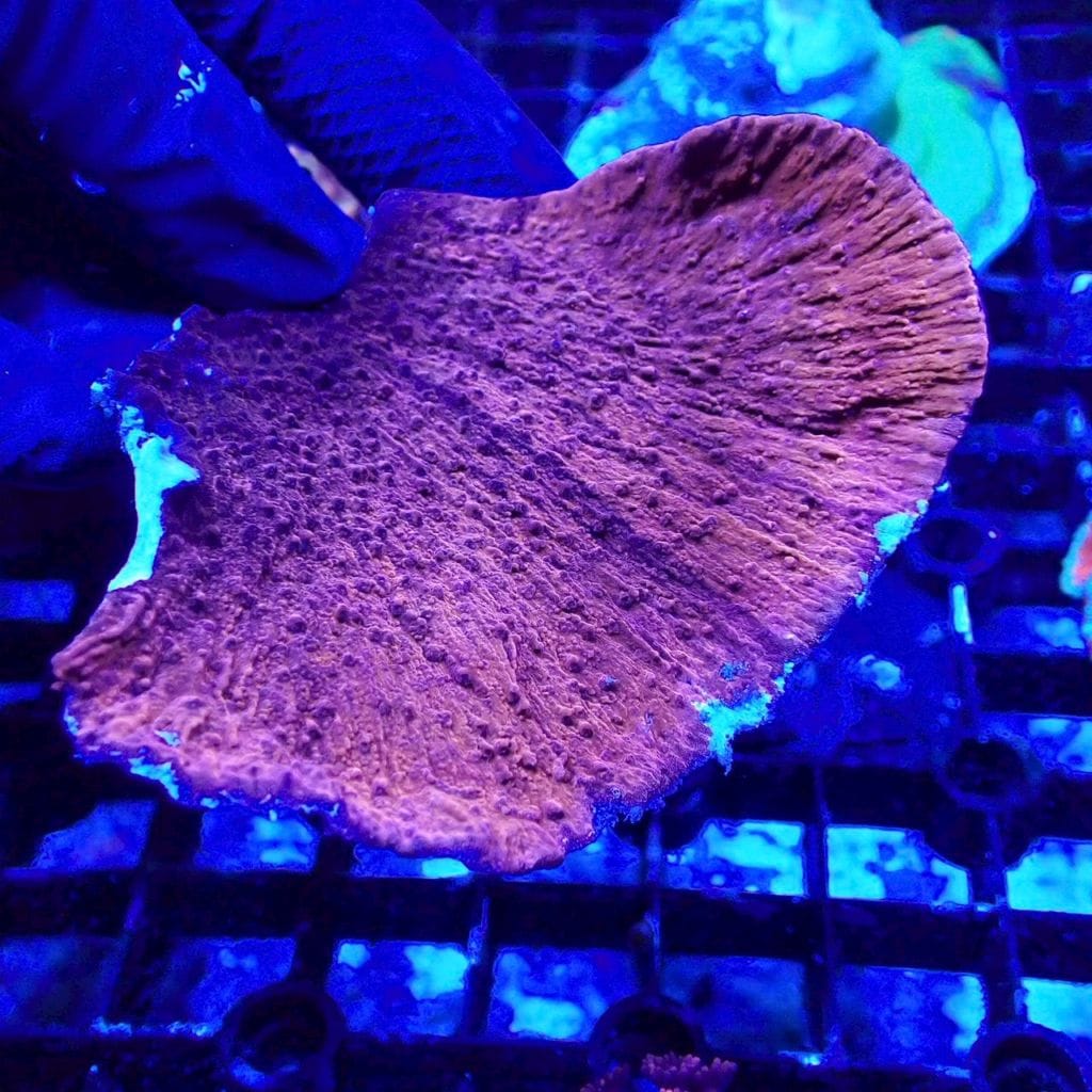 ウスコモンサンゴ　レッド　2つセット ウスコモンサンゴ レッド 2つセット ウスコモンサンゴ レッド