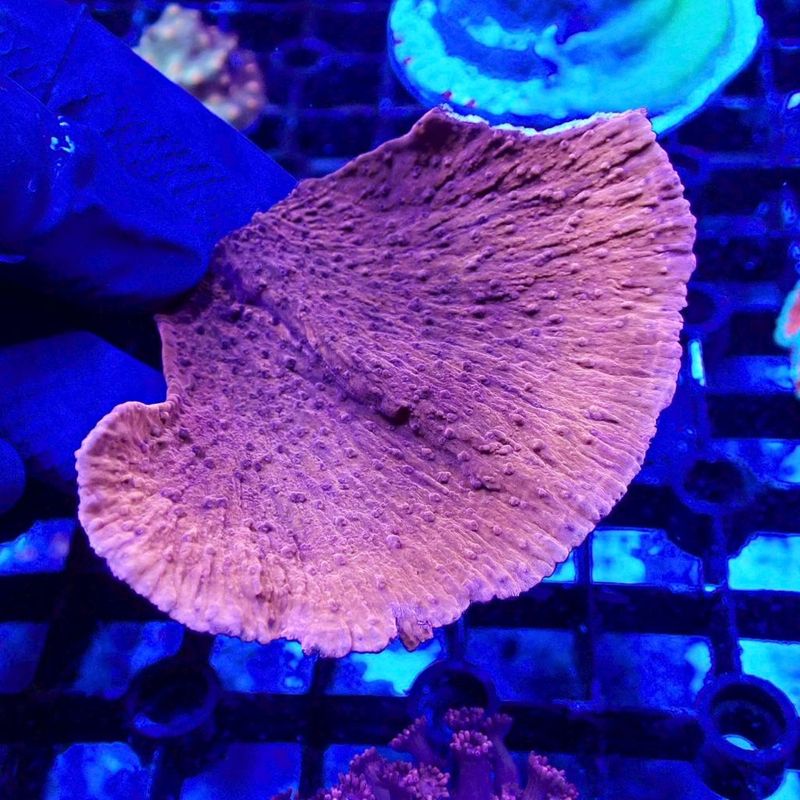 ウスコモンサンゴ　レッド　2つセット 楽天市場】【サンゴ】 コモンサンゴ ウスコモンサンゴ レッド