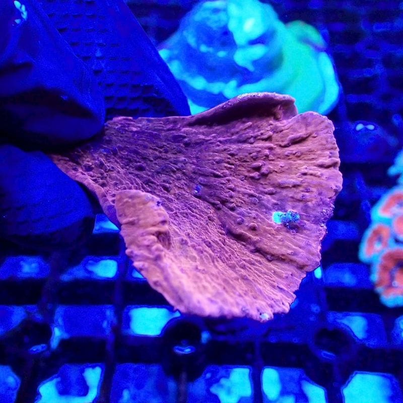 サンゴ,SPS Coral,コモンサンゴ | Aquarium TALLMAN