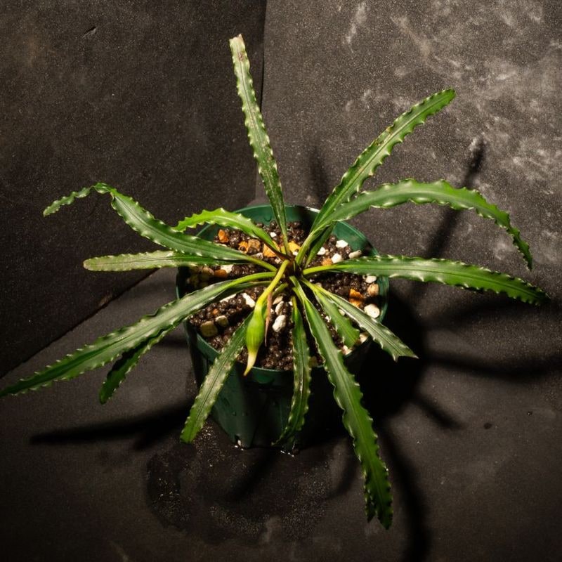 ブセファランドラ 激アツ！！】ブセファランドラ入荷！！ | ヤドク＆パルダリウ部