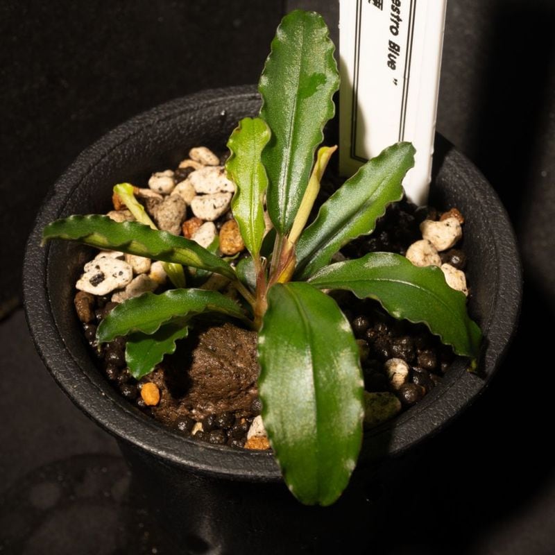 水草,ブセファランドラ | Aquarium TALLMAN