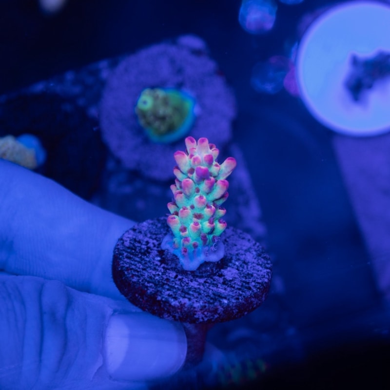 サンゴ,SPS Coral,ミドリイシ | Aquarium TALLMAN