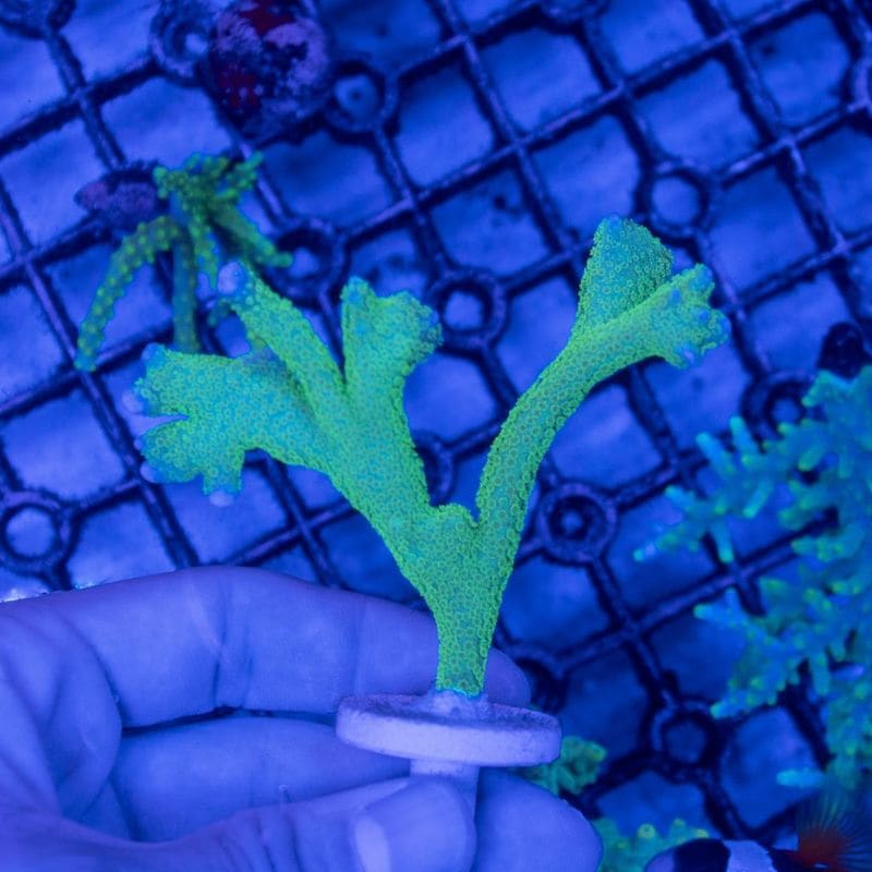 サンゴ,SPS Coral,コモンサンゴ | Aquarium TALLMAN