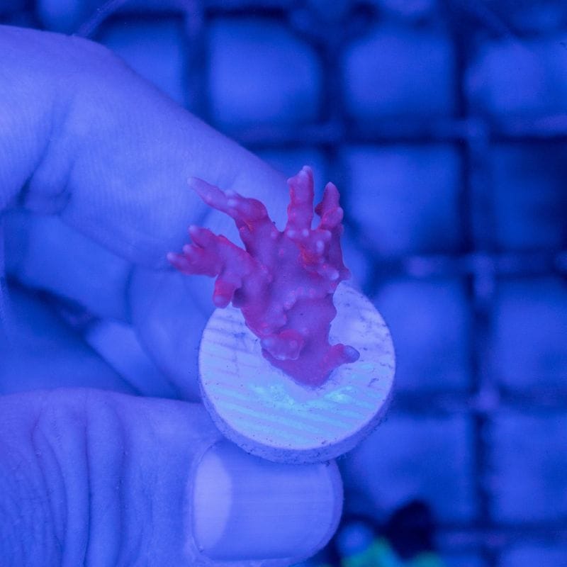 ウスコモンサンゴ　レッド　2つセット サンゴ,SPS Coral,コモンサンゴ | Aquarium TALLMAN