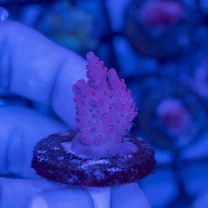 ミドリイシさん、 サンゴ,SPS Coral,ミドリイシ | Aquarium TALLMAN