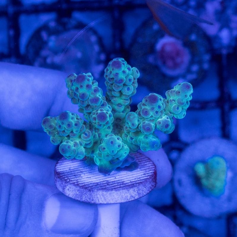 【Youtube総選挙特価】トンガ　ミドリイシsp.