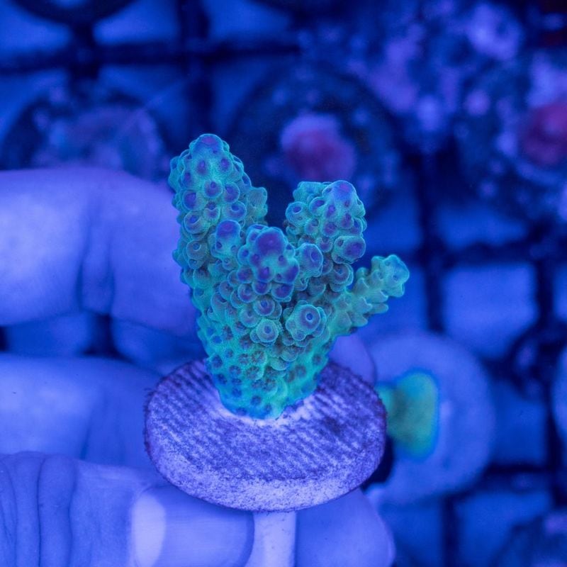 【Youtube総選挙特価】トンガ　ミドリイシsp.