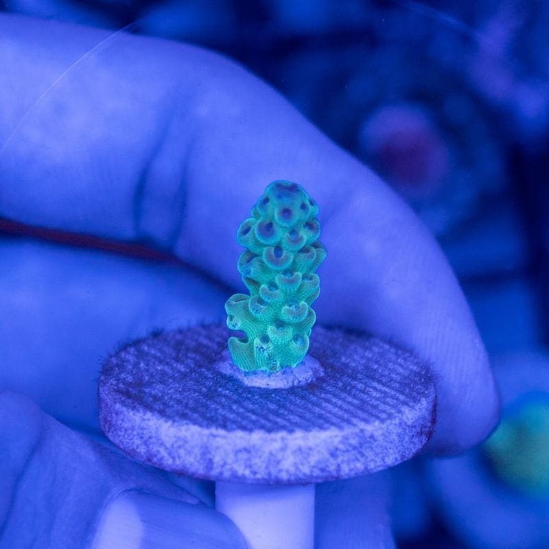 ミドリイシさん、 CE Acro Tortuosa Grape Vine いっときグリーンに偏りましたが