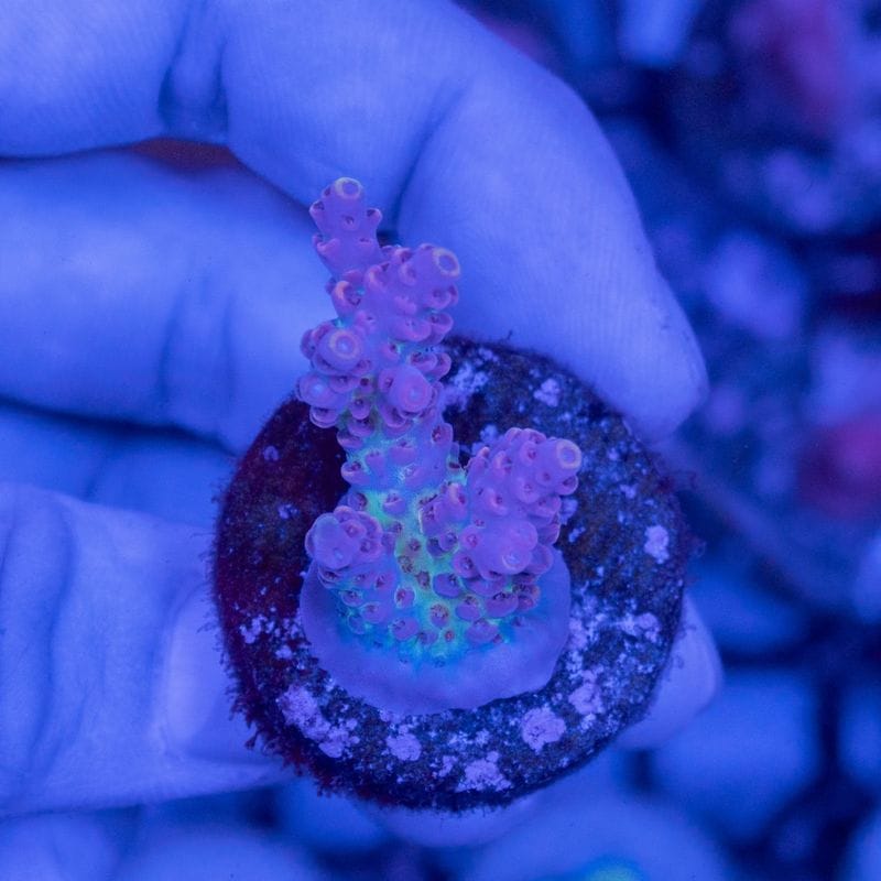 サンゴ,SPS Coral,ミドリイシ | Aquarium TALLMAN