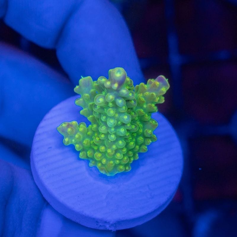 ミドリイシさん、 CE Acro Tortuosa Grape Vine いっときグリーンに偏りましたが