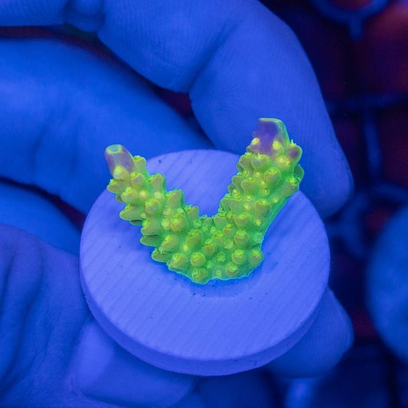 インドネシア　ミドリイシ　Natalensis