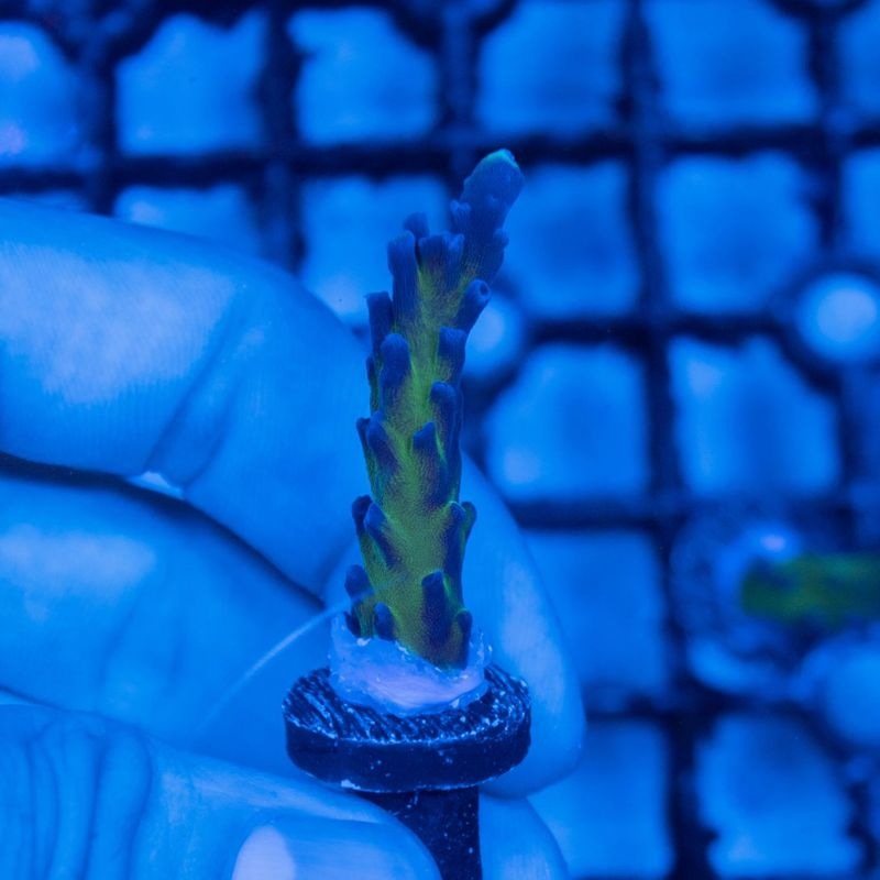 Acropora tortuosa Miyagi Tort