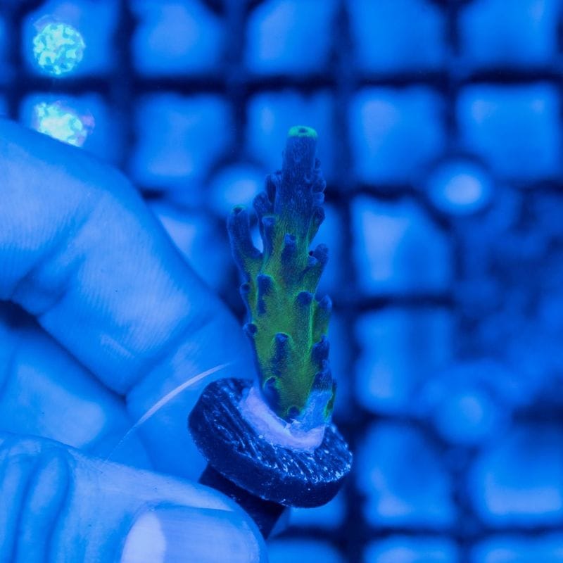 Acropora tortuosa Miyagi Tort