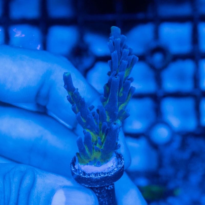 サンゴ,SPS Coral,SPSフラグ | Aquarium TALLMAN