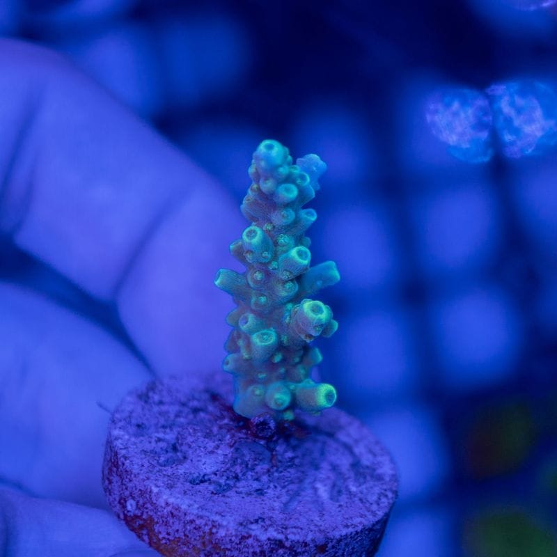 【CE(Coral Essentials)】Acropora 　～Horrida Green Tip～