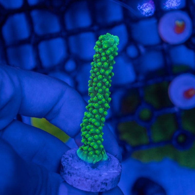 【CE(Coral Essentials)】Acropora 　～Dallas～