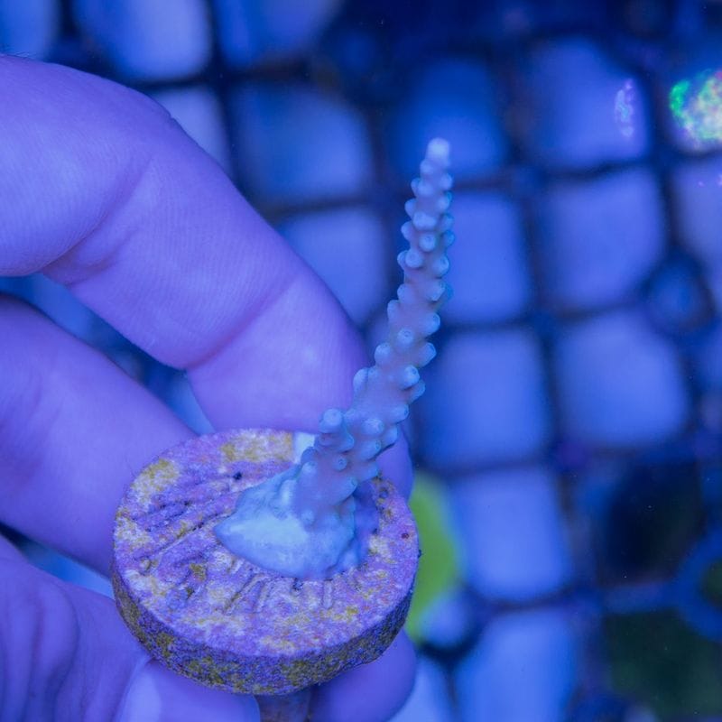 【CE(Coral Essentials)】Acropora 　～Stag Deep Blue～
