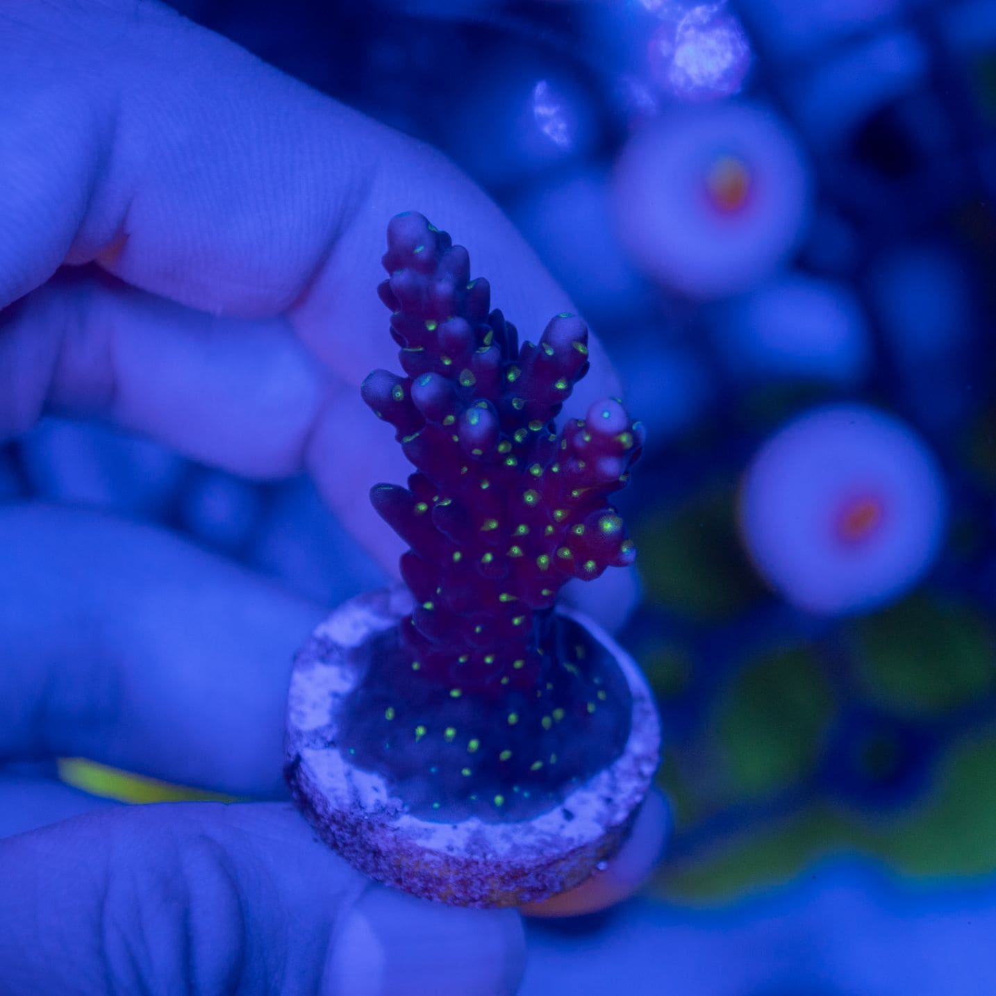 【CE(Coral Essentials)】Acropora 　～Valida～