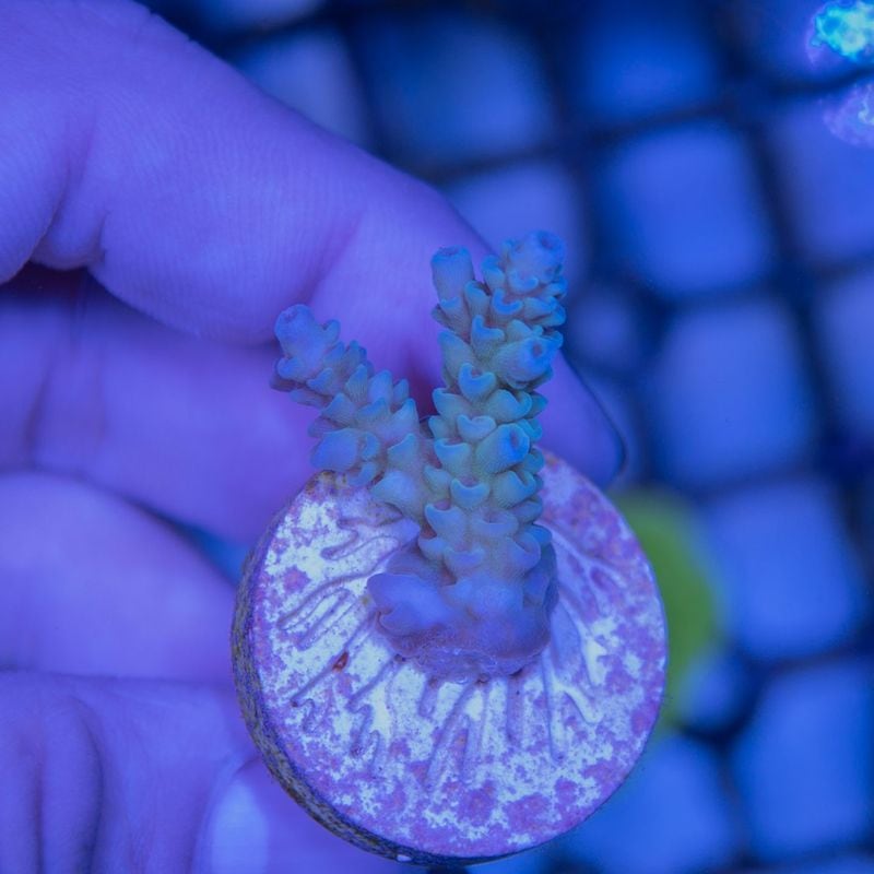 サンゴ,SPS Coral,ミドリイシ | Aquarium TALLMAN