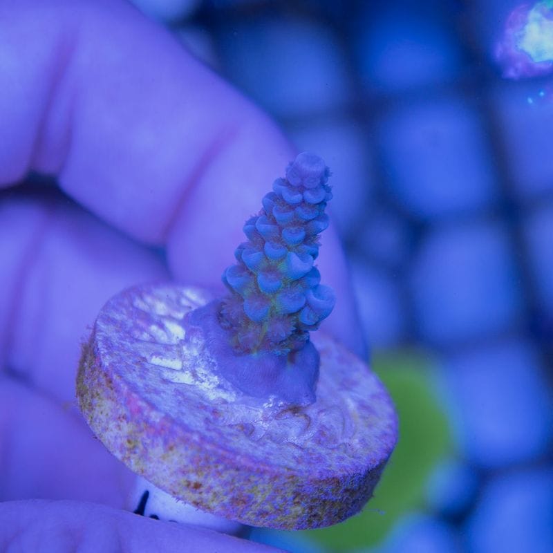 【CE(Coral Essentials)】Acropora 　～Tenuis　Blue～