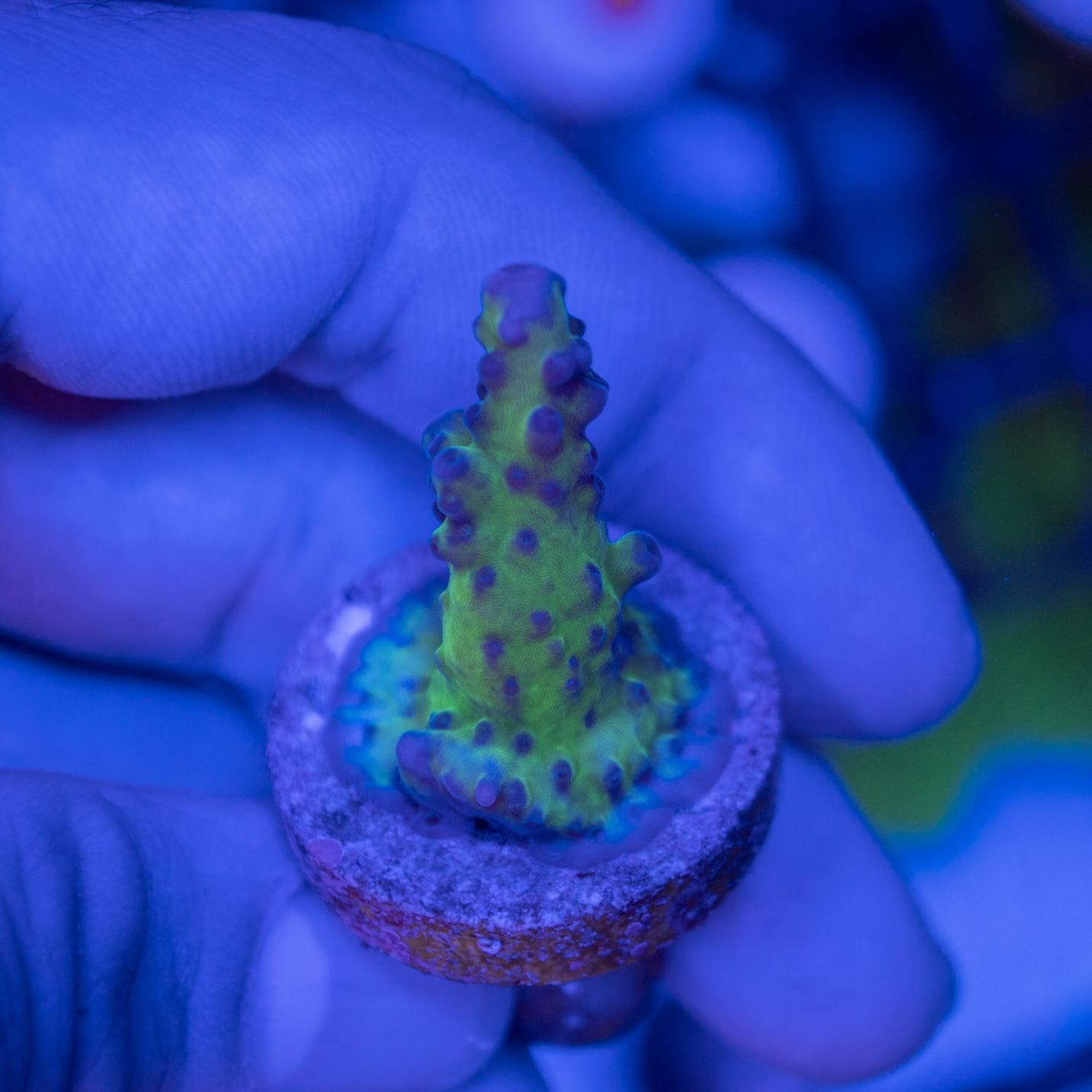 【CE(Coral Essentials)】Acropora 　～Tortuosa～