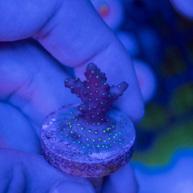【CE(Coral Essentials)】Acropora 　～Nana Purple～