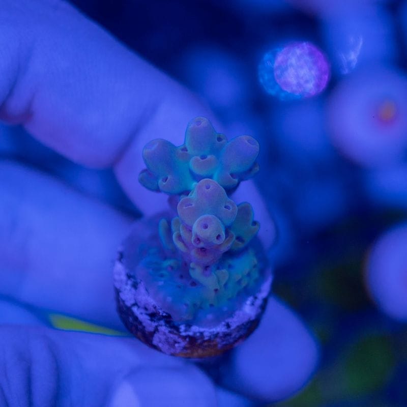 【CE(Coral Essentials)】Acropora 　～Deep Water Blue～