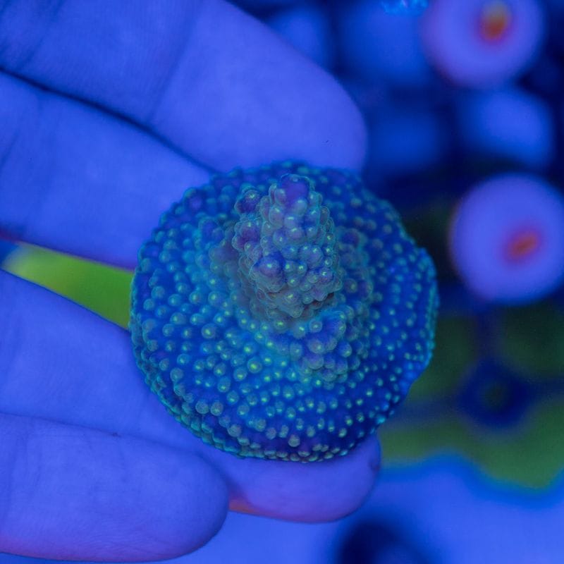 ミドリイシさん、 サンゴ,SPS Coral,ミドリイシ | Aquarium TALLMAN