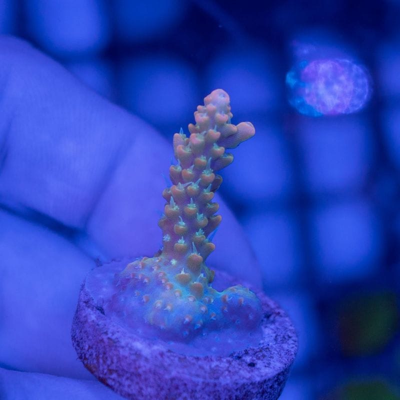 【CE(Coral Essentials)】Acropora 　～Orange tip Lemonade～