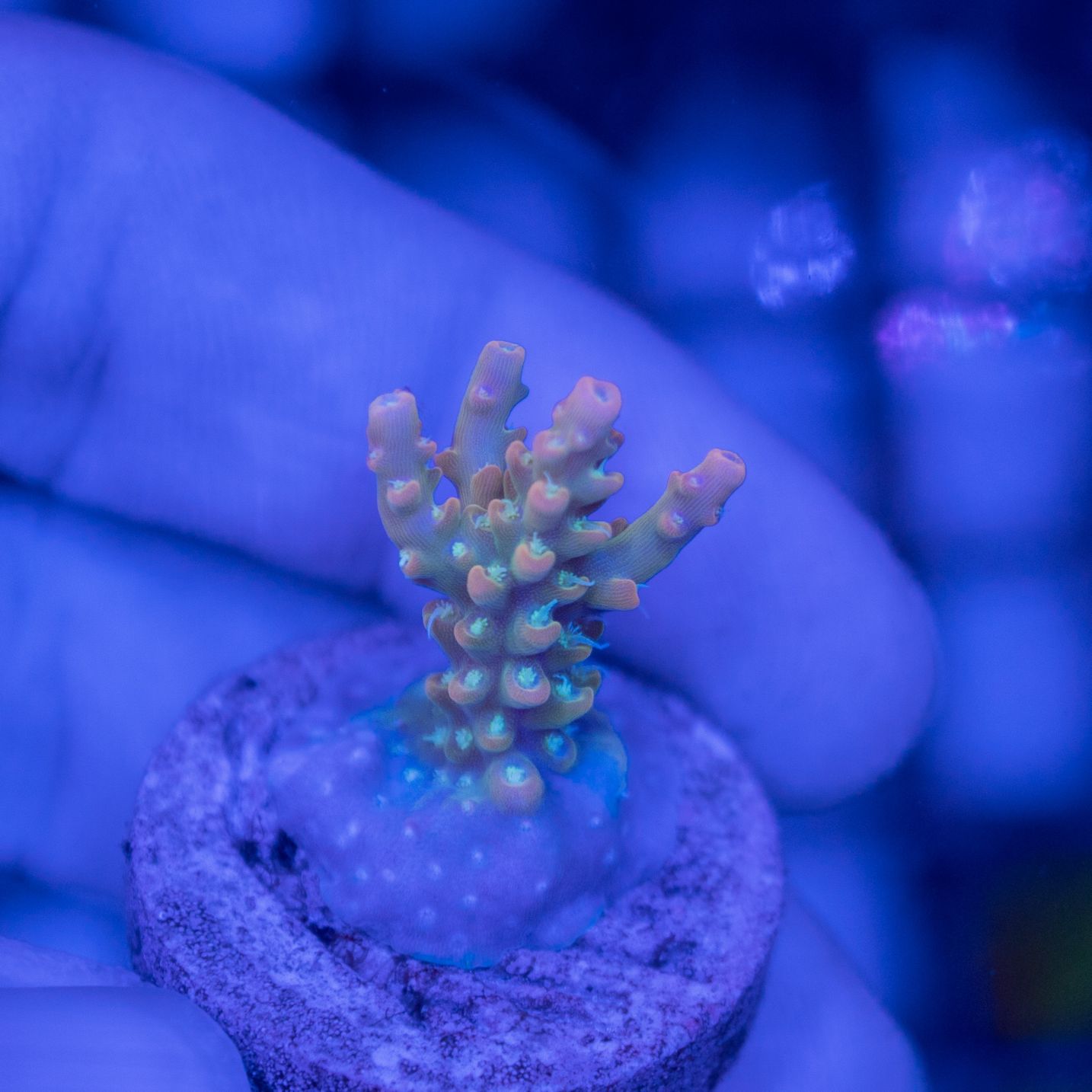 【CE(Coral Essentials)】Acropora 　～Orange tip Lemonade～