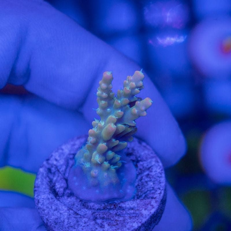 ミドリイシさん、 サンゴ,SPS Coral,ミドリイシ | Aquarium TALLMAN