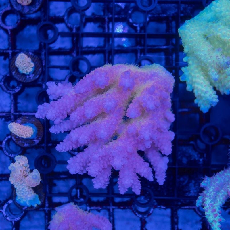 ミドリイシさん、 サンゴ,SPS Coral,ミドリイシ | Aquarium TALLMAN